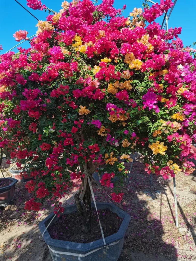 各种规格，花色的三角梅盆景