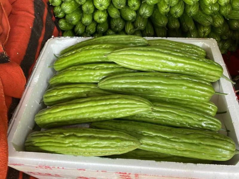 苦瓜广东苦瓜品质好大量上市产地现货价格便宜
