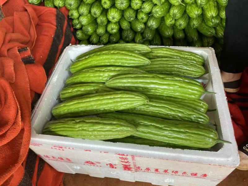苦瓜广东苦瓜品质好大量上市产地现货价格便宜