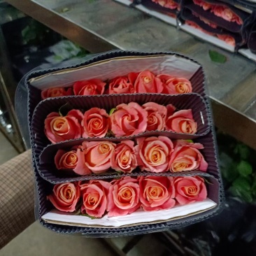 云南基地玫瑰花520情节日花束基地直供鲜切花店婚庆用花