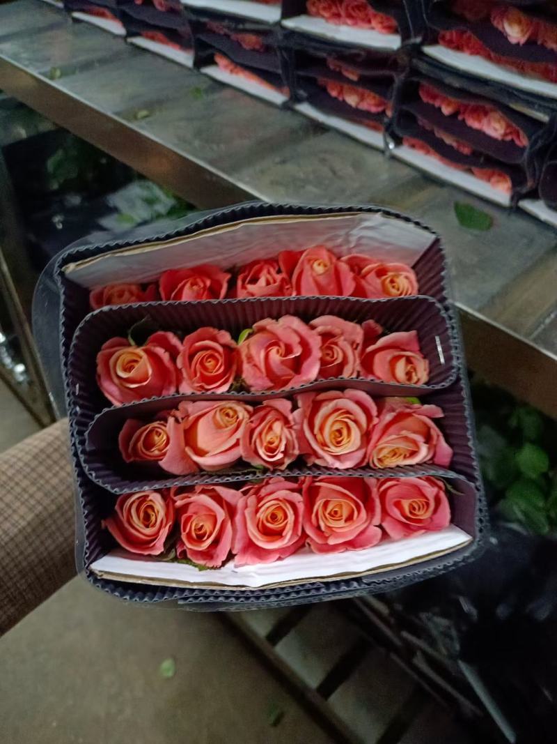 云南基地玫瑰花520情节日花束基地直供鲜切花店婚庆用花