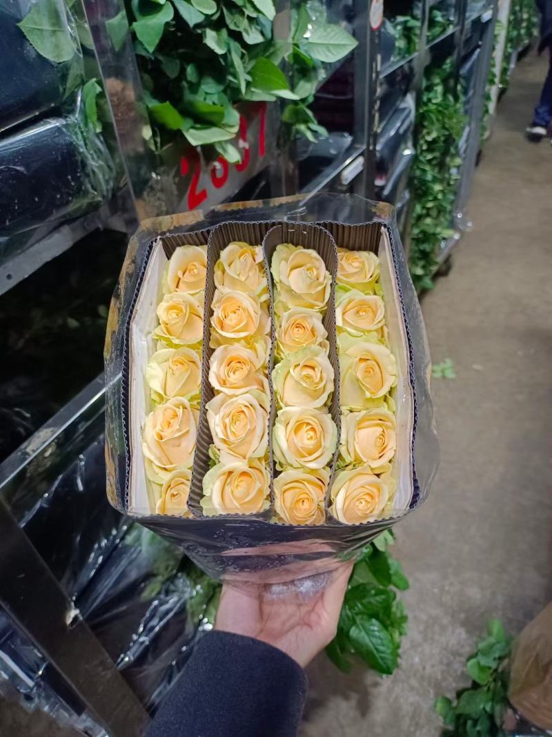 云南基地玫瑰花520情节日花束基地直供鲜切花店婚庆用花