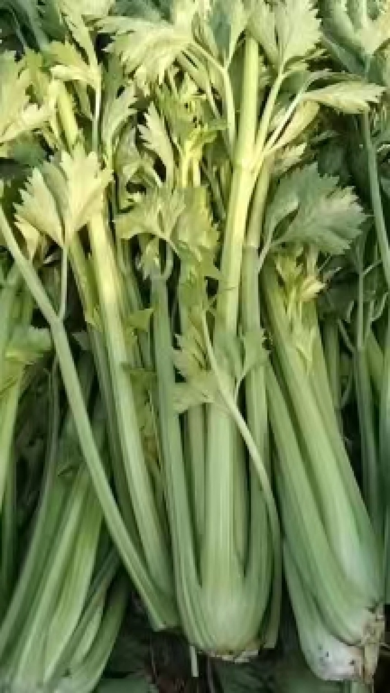 [荐]芹菜通许芹菜产地直规格齐全，欢迎老板联系洽谈