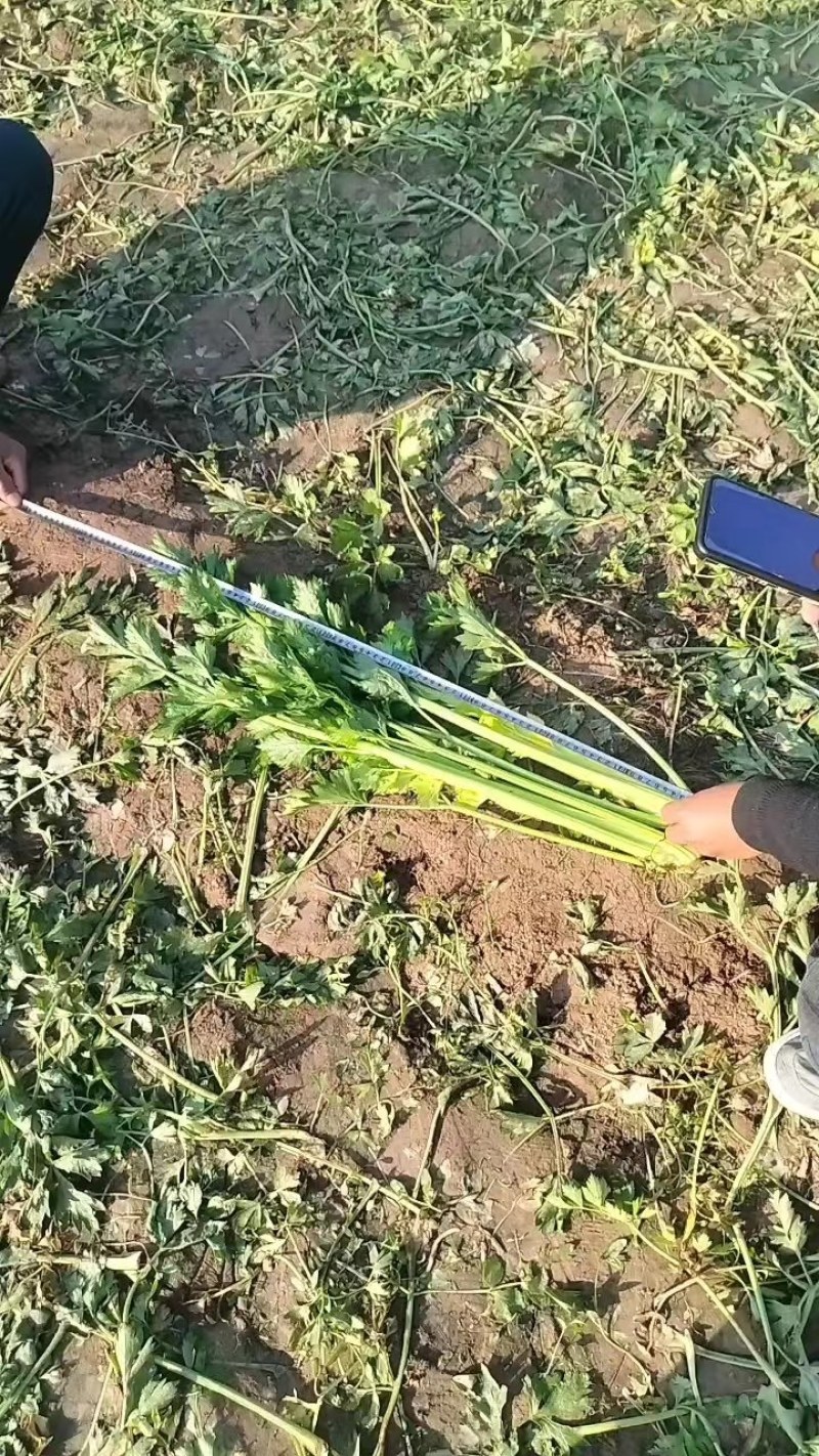 [荐]芹菜通许芹菜产地直规格齐全，欢迎老板联系洽谈
