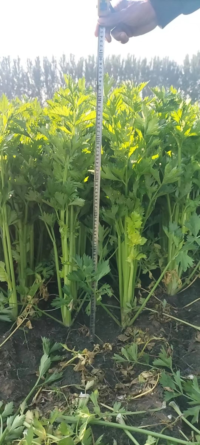 [荐]芹菜通许芹菜产地直规格齐全，欢迎老板联系洽谈