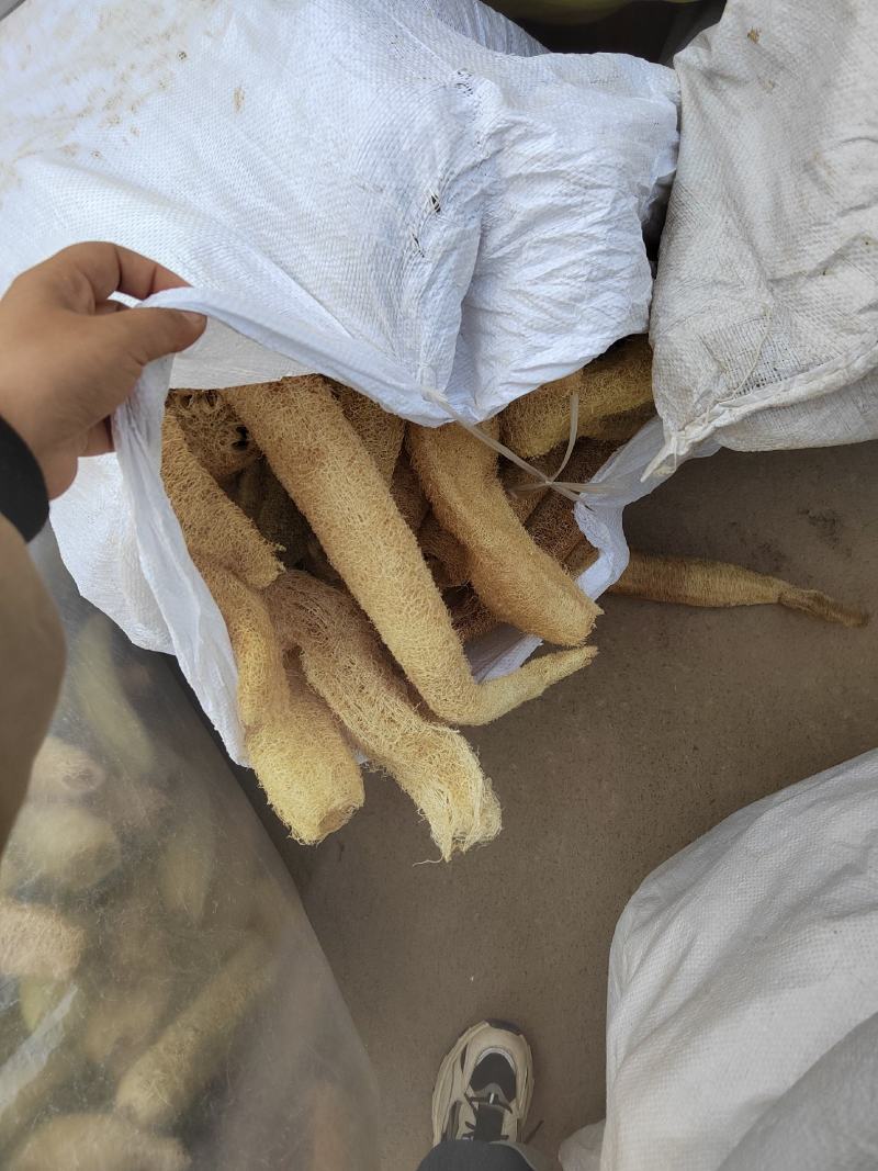 丝瓜络，丝瓜筋，药用丝瓜络，煎药用丝瓜络，产地山东，道地