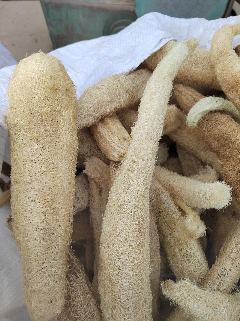 丝瓜络，丝瓜筋，药用丝瓜络，煎药用丝瓜络，产地山东，道地