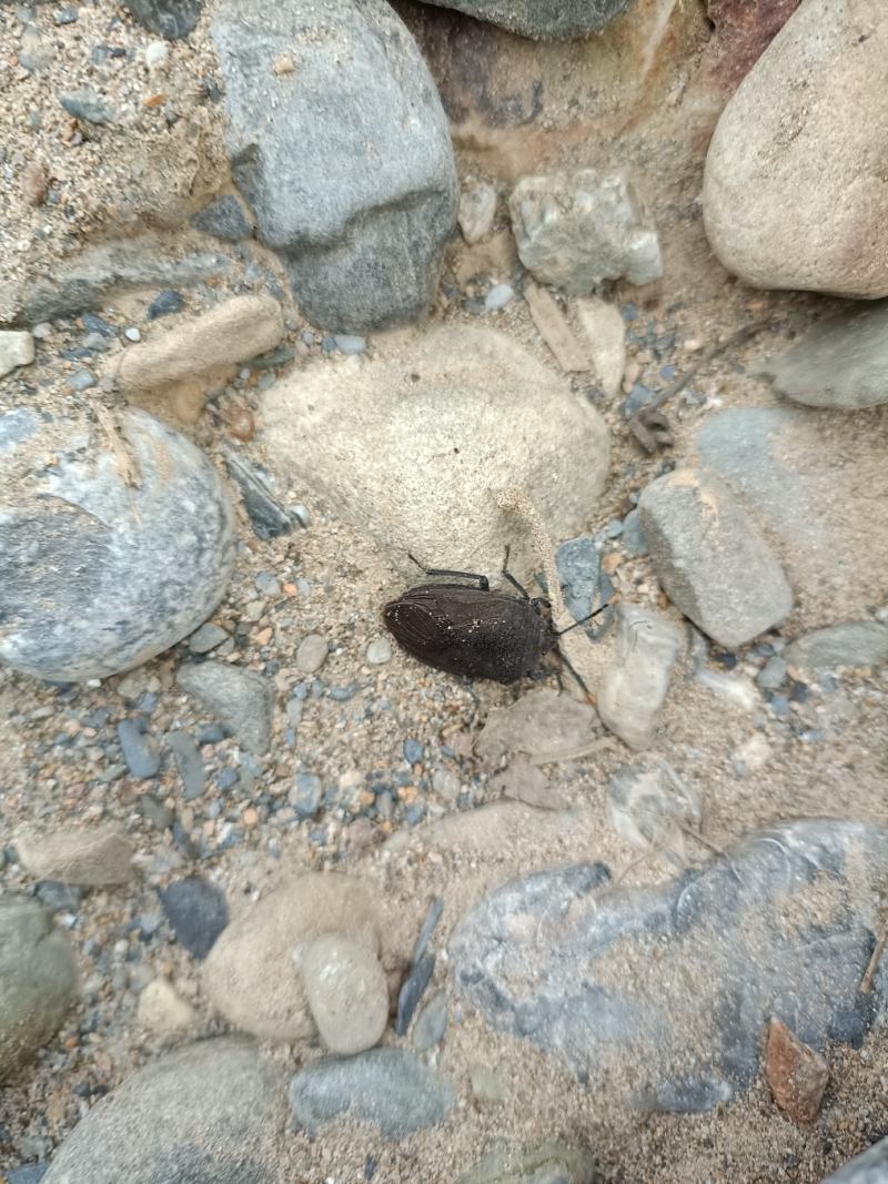 云南野生臭屁虫