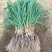 【推荐】红根蒜苗50~60cm产地一手货源欢迎咨询