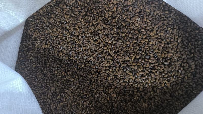 决明子精选决明子生决明子炒决明子规格齐全量大从优