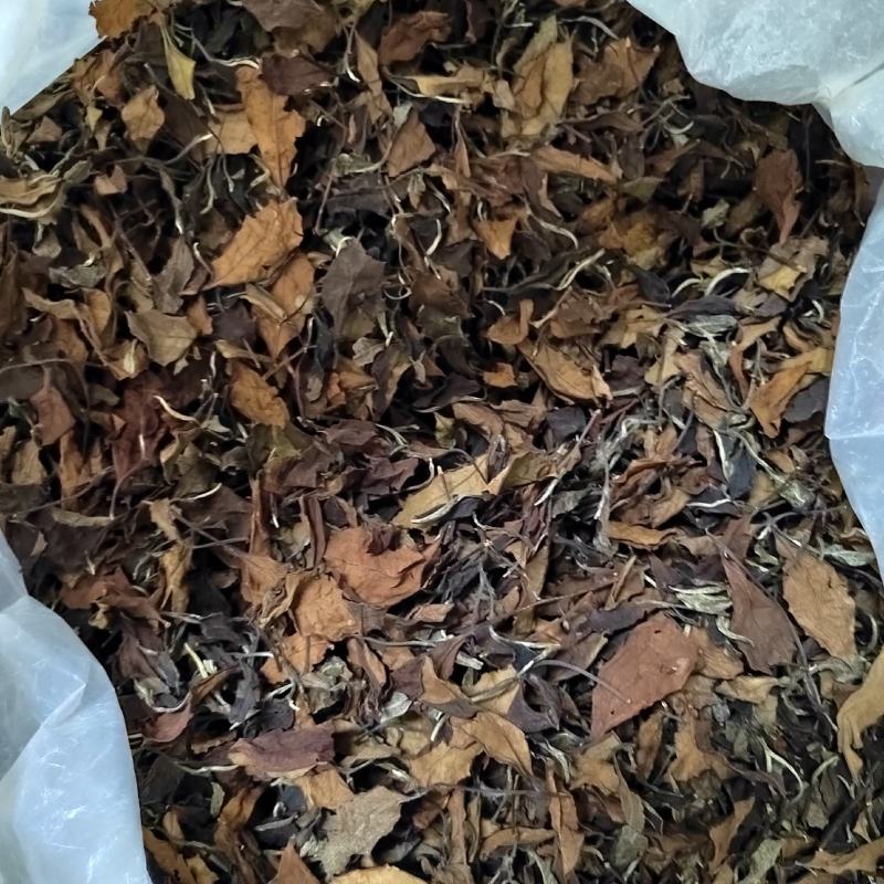 普洱茶易武古树茶白茶铜箐河茶农茶山直供价格实惠