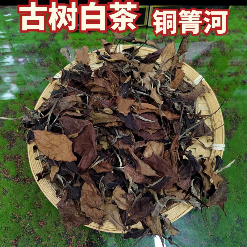 普洱茶易武古树茶白茶铜箐河茶农茶山直供价格实惠