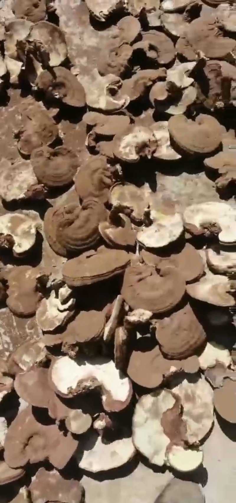 牛商推荐赤灵芝孢子粉，一手货源，保证质量，诚信经营