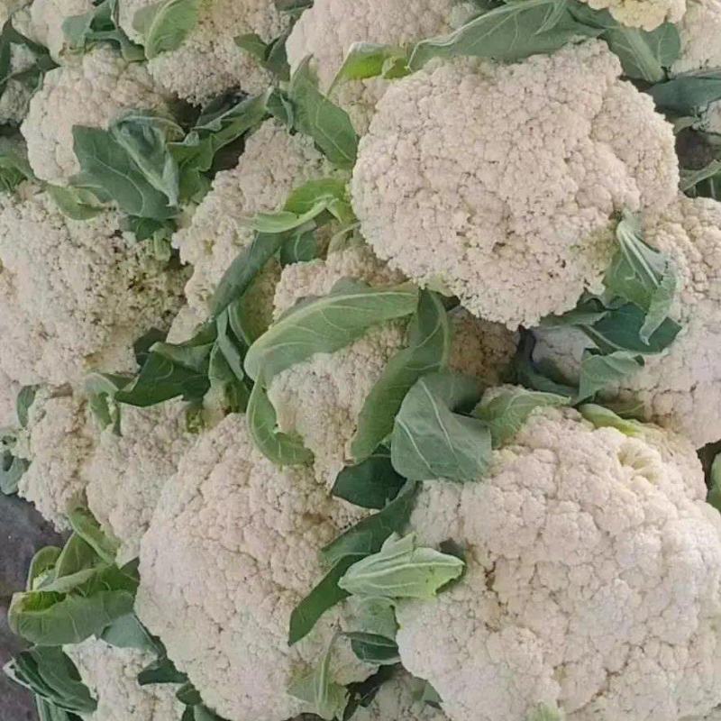 白面青梗松花菜一手货源品质保障视频看货量大优惠