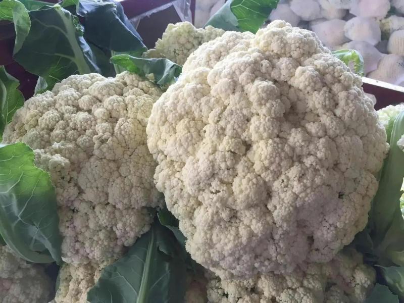 白面青梗松花菜一手货源品质保障视频看货量大优惠