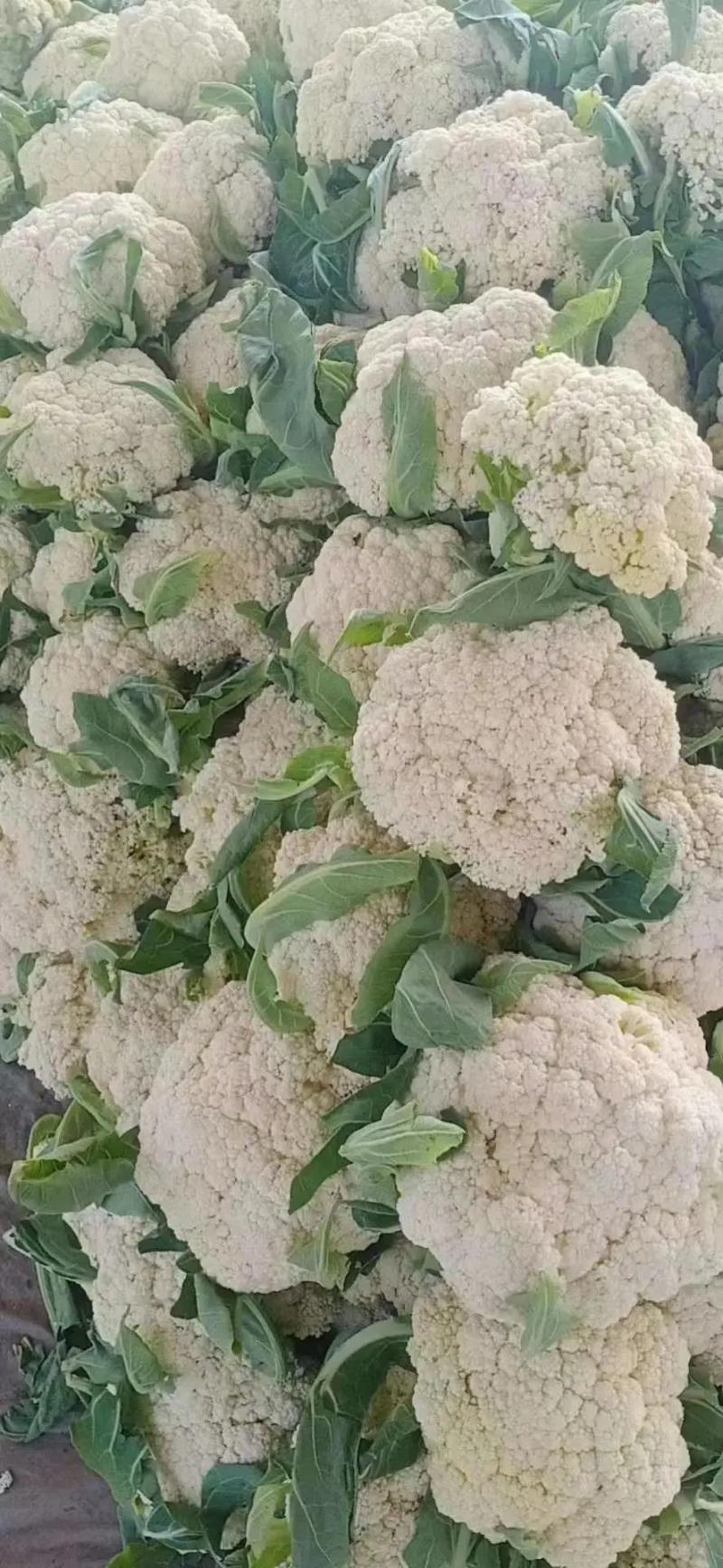 白面青梗松花菜一手货源品质保障视频看货量大优惠