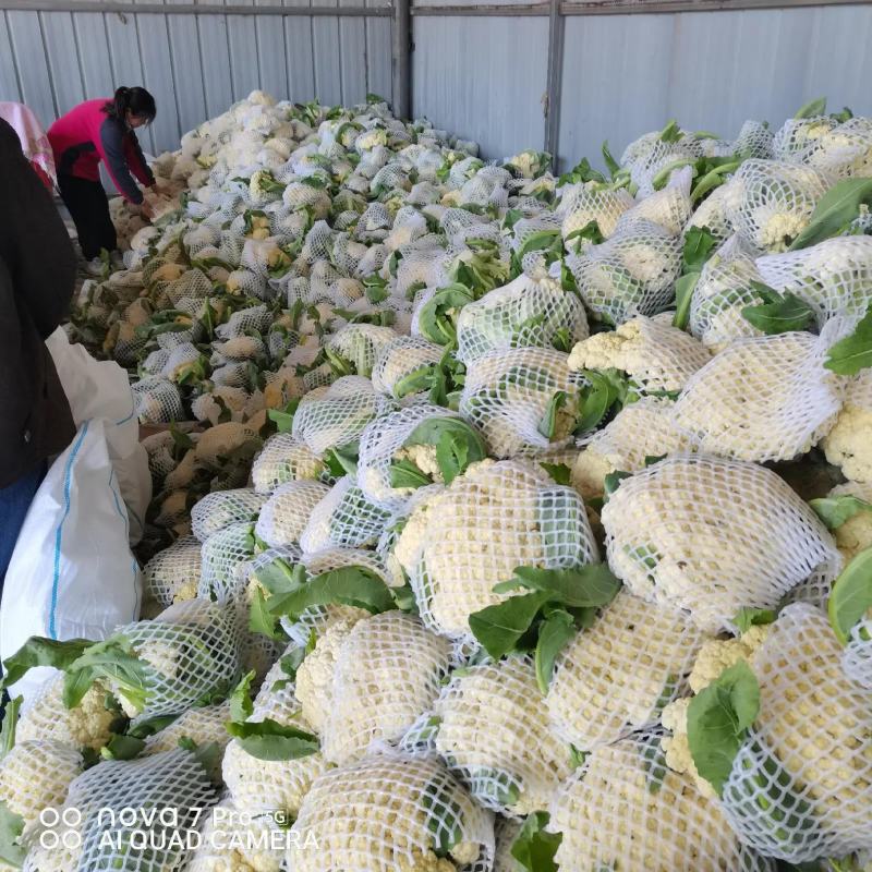 白面青梗松花菜一手货源品质保障视频看货量大优惠