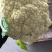 白面青梗松花菜一手货源品质保障视频看货量大优惠