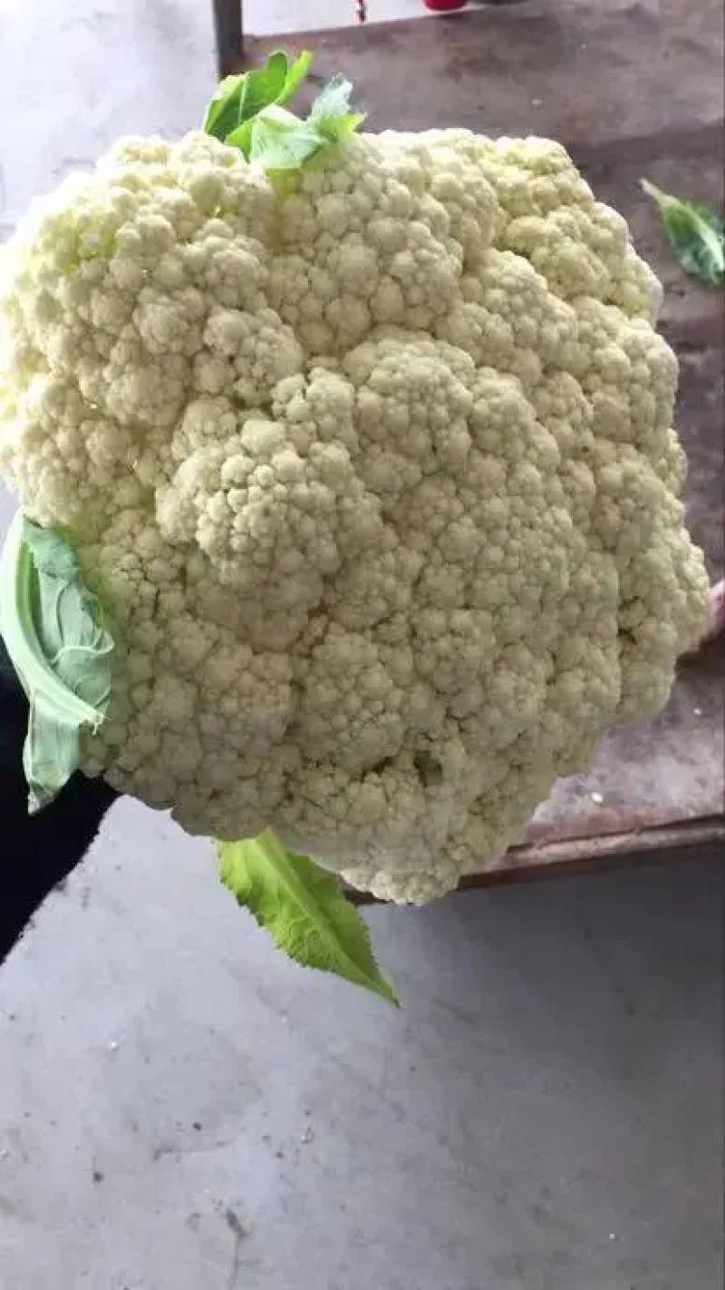 白面青梗松花菜一手货源品质保障视频看货量大优惠