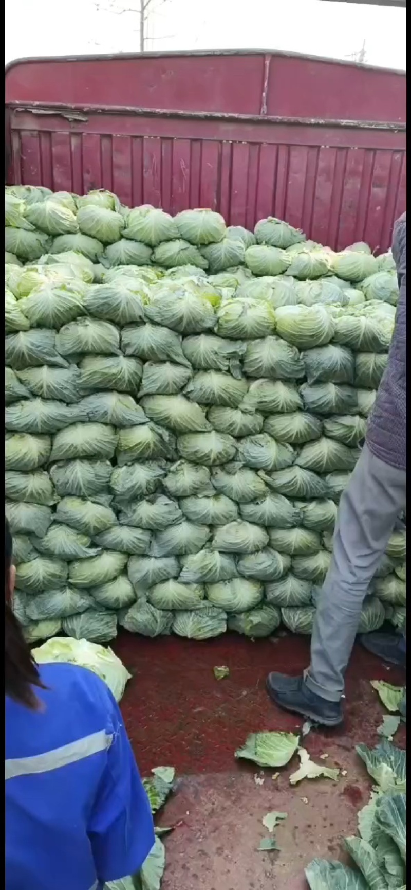 扁包菜甘蓝基地直发量大优惠品质保证可实地考察