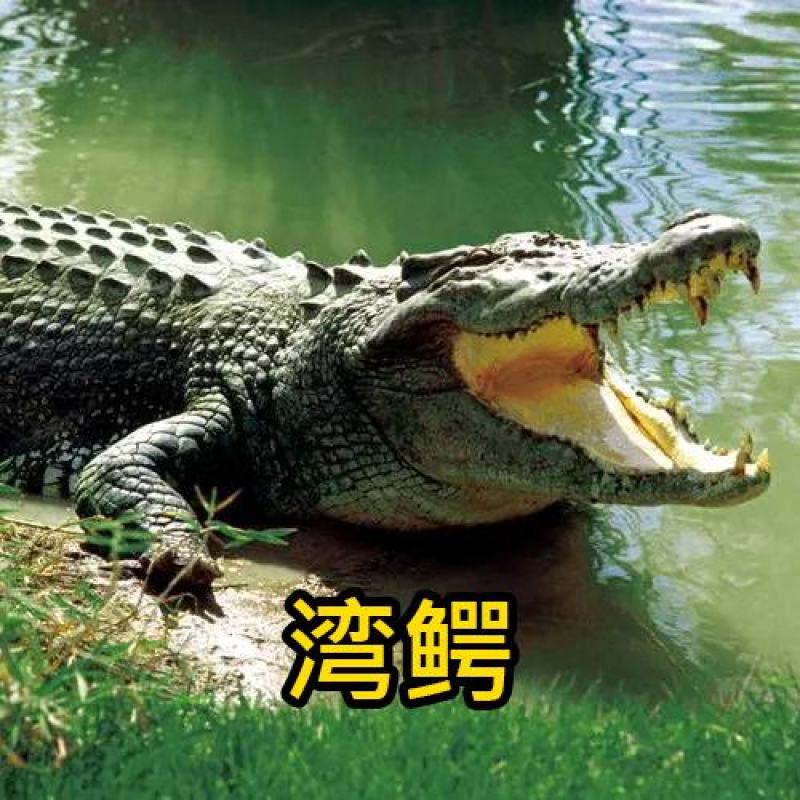 鳄鱼美食烧烤鳄鱼，红烧鳄鱼腿，剁椒鳄鱼头，油炸鳄鱼排