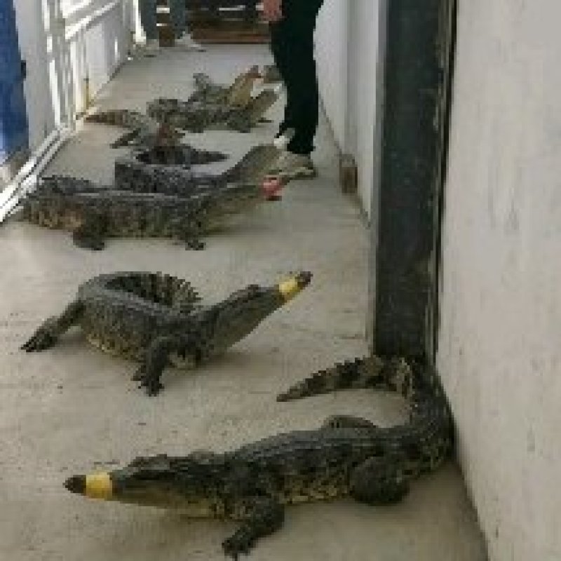 鳄鱼美食烧烤鳄鱼，红烧鳄鱼腿，剁椒鳄鱼头，油炸鳄鱼排