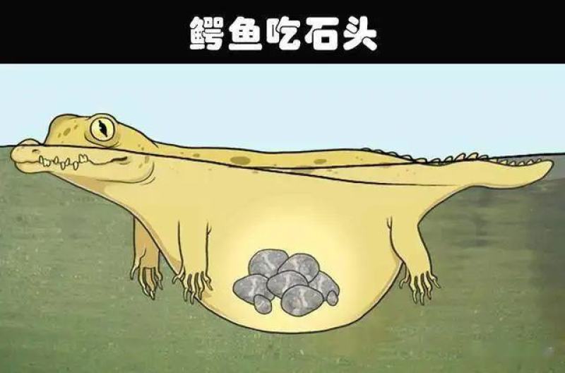 鳄鱼美食烧烤鳄鱼，红烧鳄鱼腿，剁椒鳄鱼头，油炸鳄鱼排