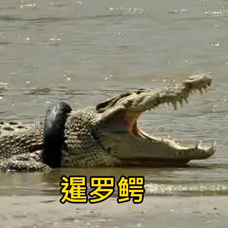 鳄鱼美食烧烤鳄鱼，红烧鳄鱼腿，剁椒鳄鱼头，油炸鳄鱼排
