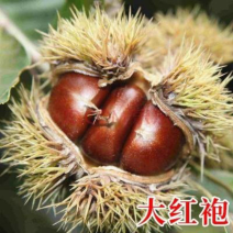 （包邮）大红袍板栗树苗山东板栗苗现挖现发农大一号板栗苗