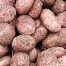 合作88土豆红皮土豆产地供货品质欢迎来电洽谈