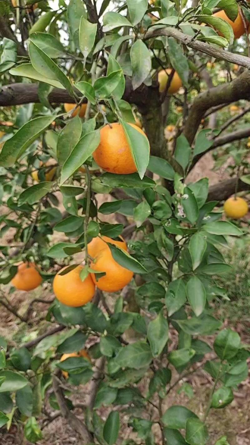 蜜橘，湖北精品蜜橘个头均匀，口感甜水份足，果面干净，皮薄汁多