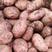合作88土豆红皮土豆产地供货品质保障欢迎来电洽谈