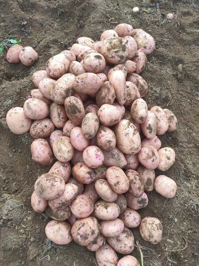 合作88土豆红皮土豆产地供货品质保障欢迎来电洽谈