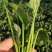 基地菠菜大量现货供应