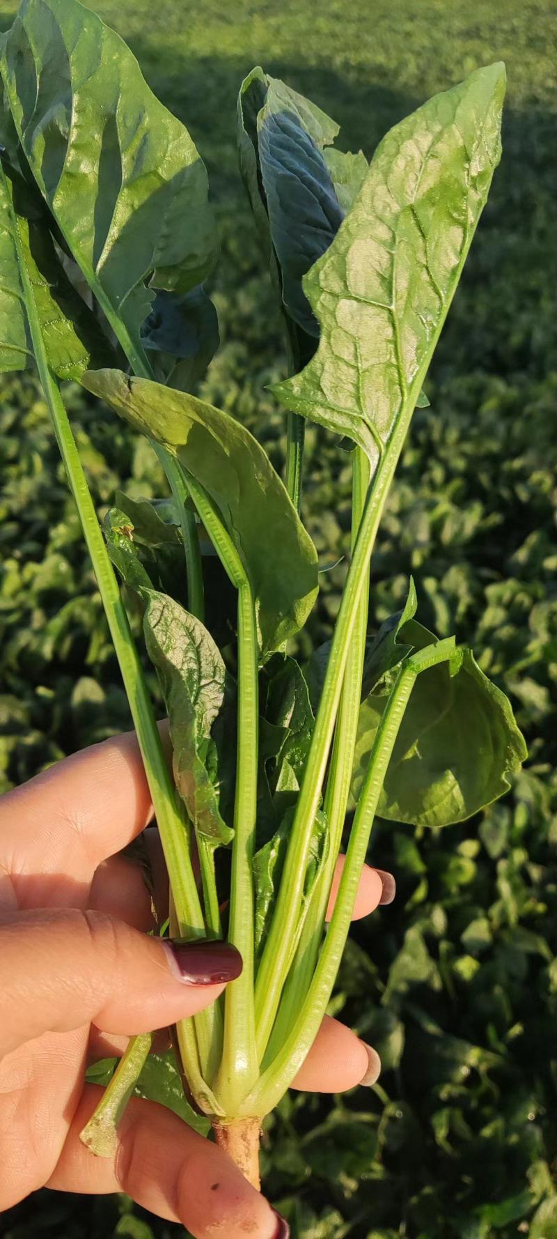 基地菠菜大量现货供应