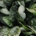 基地菠菜大量现货供应