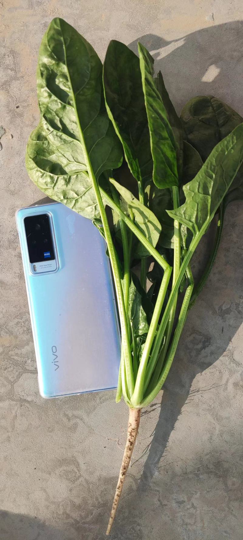 基地菠菜大量现货供应