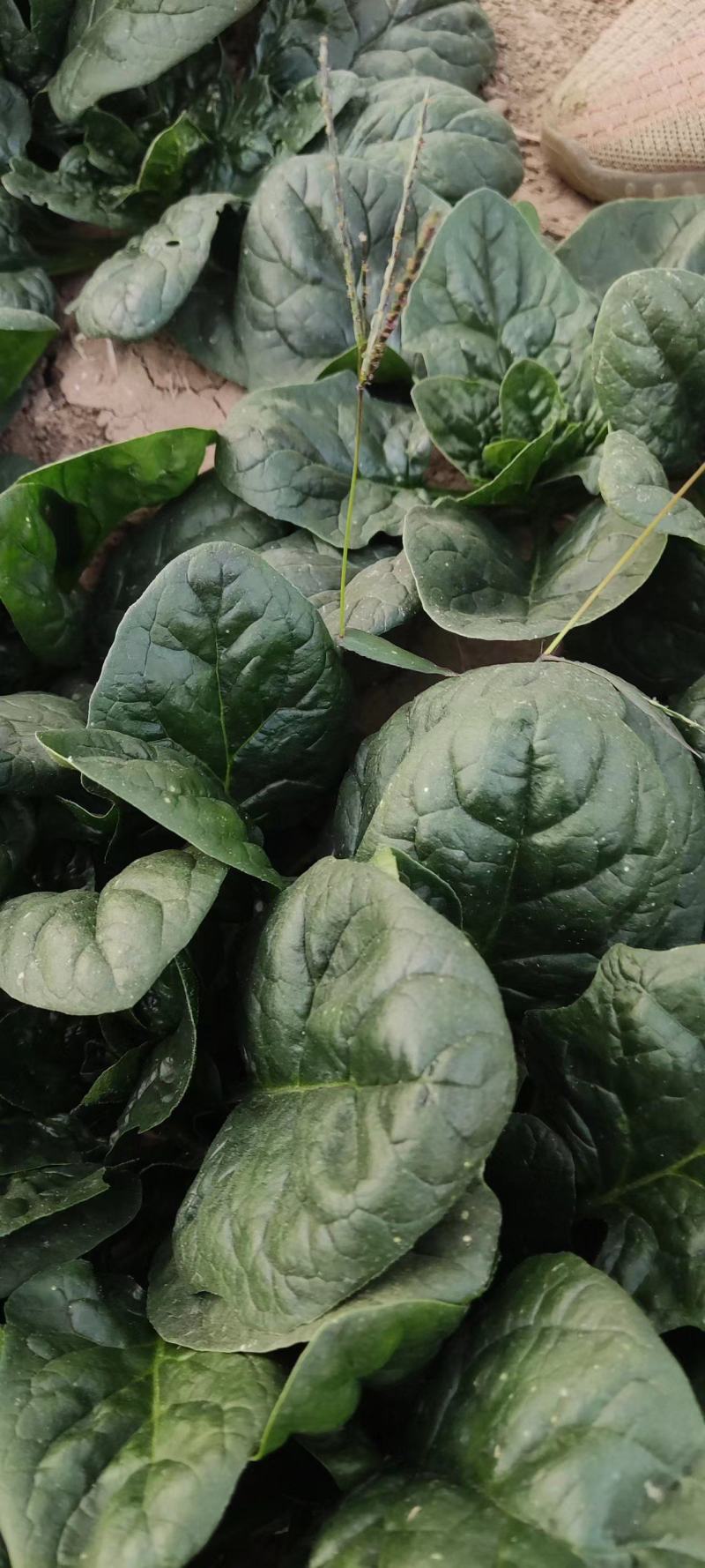 基地菠菜大量现货供应