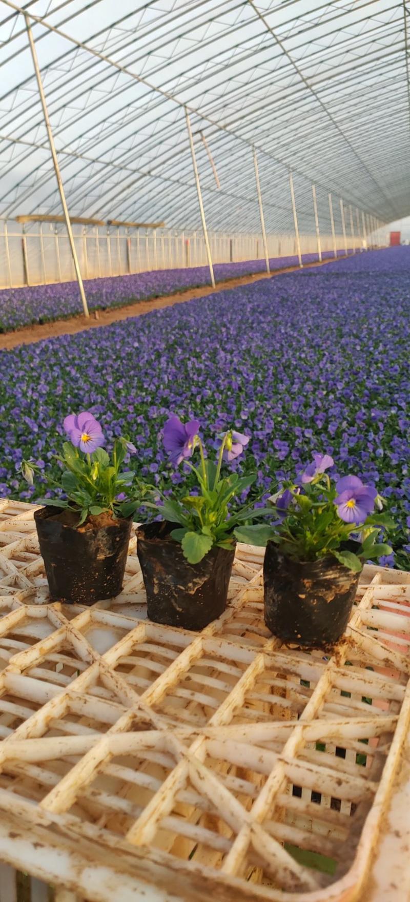 角堇，冬季绿化品种，基地直供，质量保证