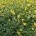 角堇，冬季绿化品种，基地直供，质量保证
