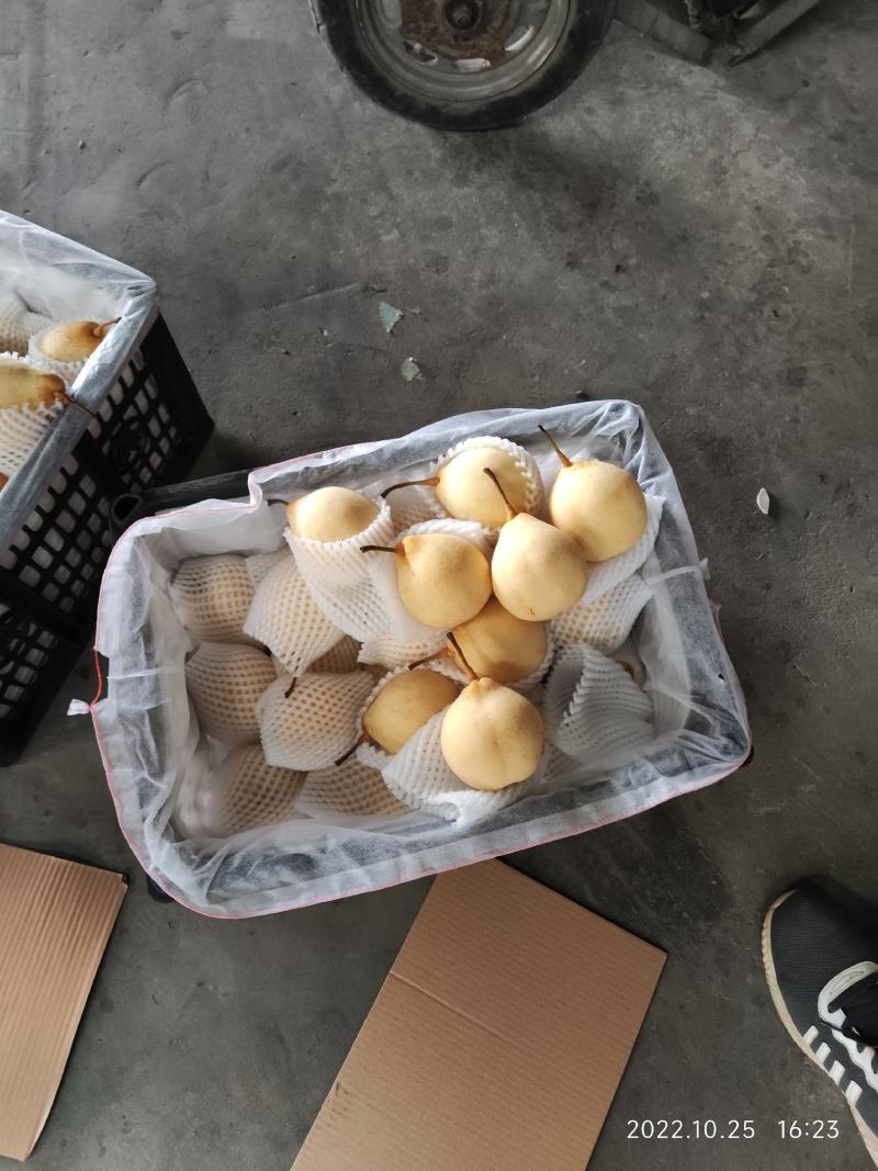 筐装大鸭梨高质量过手果黑胶筐装。