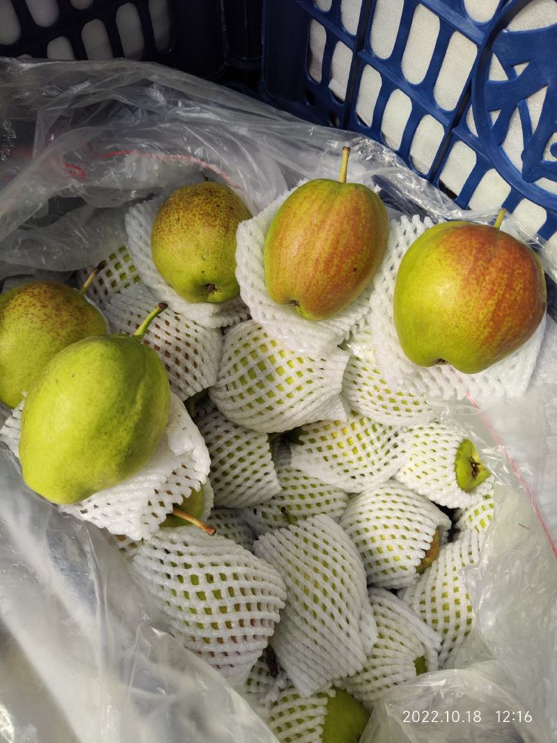筐装大鸭梨高质量过手果黑胶筐装。