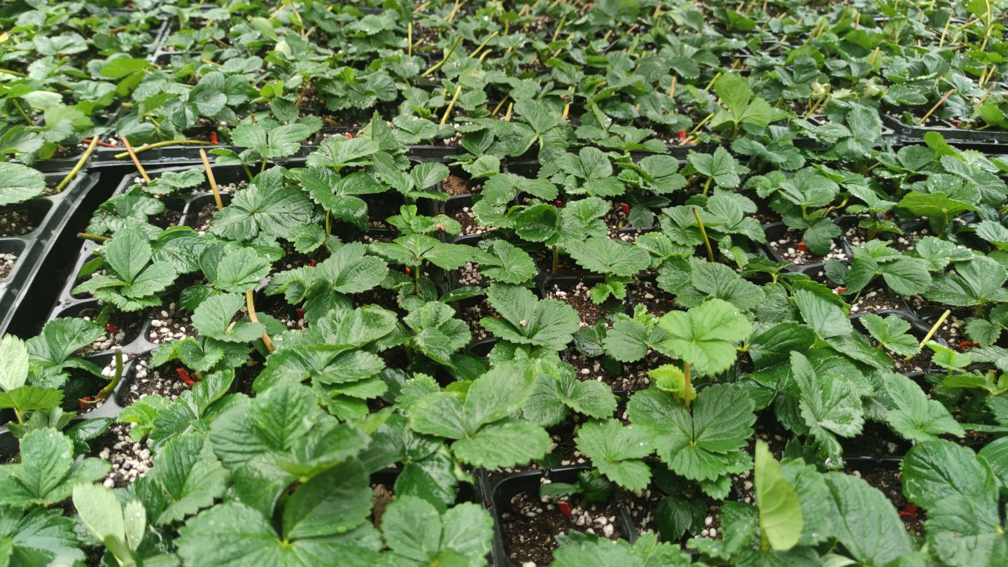 奶油草莓植株特写