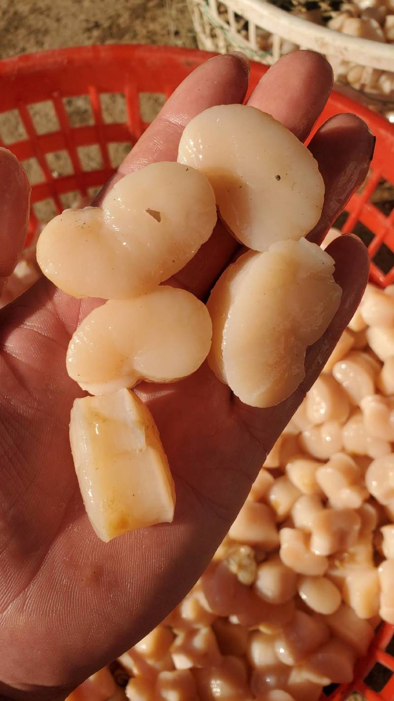 一手货源，现切江瑶贝柱，鲜活现切单冻锁鲜，品质保证
