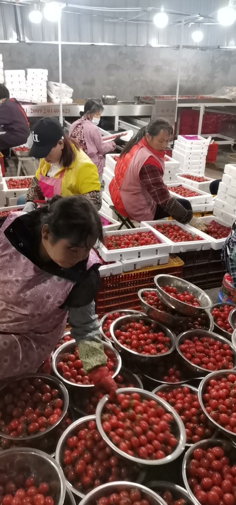 千禧圣女果大量上市，口感脆甜全国物流专线配送