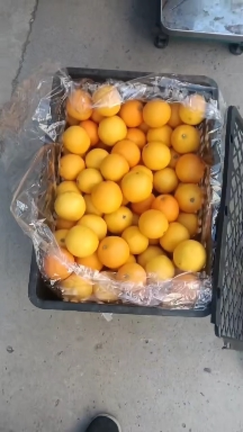 湖北脐橙口感好