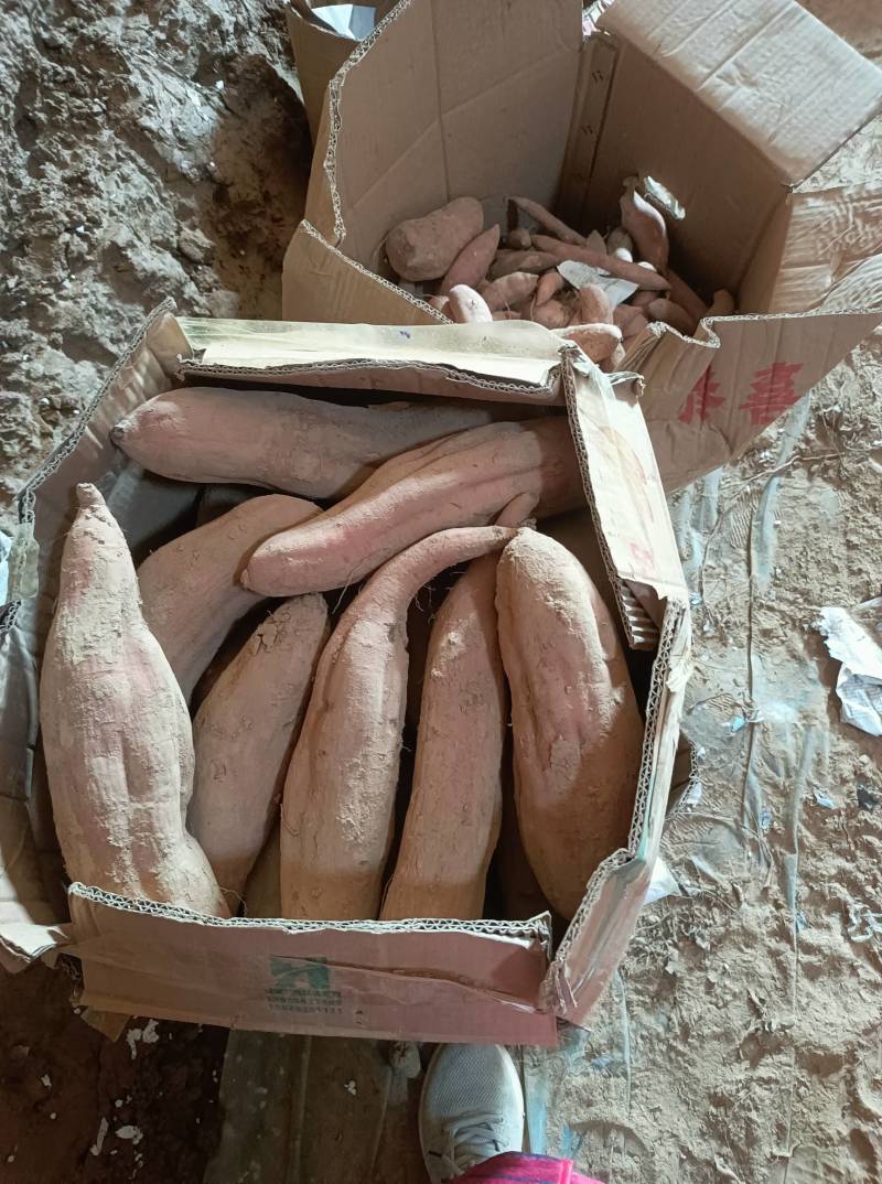 二两到一斤半哈密大量有货