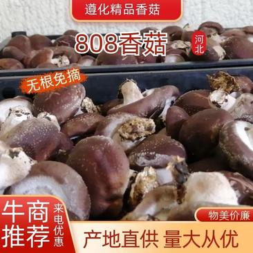 【精品】剪根香菇大集电商香菇鲜香菇货优量足欢迎选购