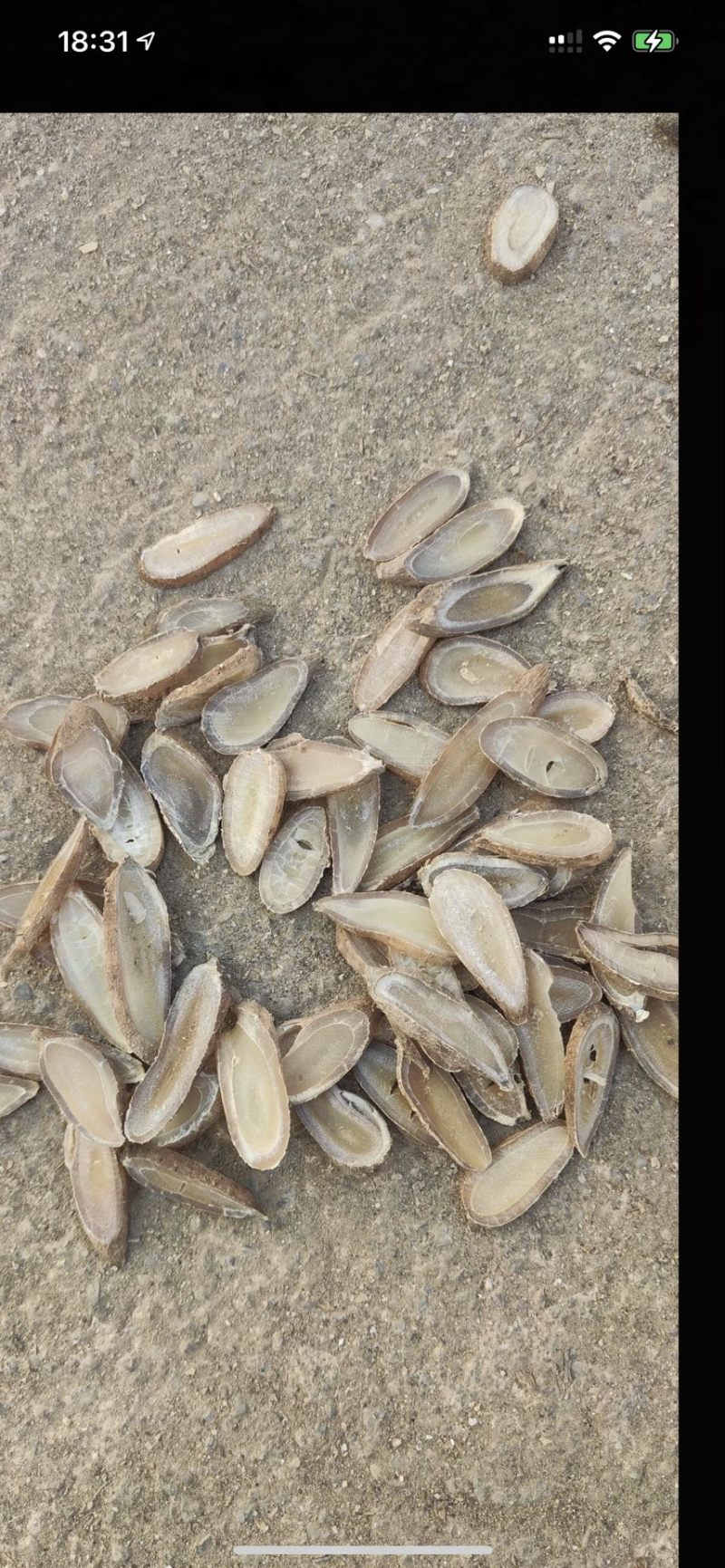郁金，量大从优产新货