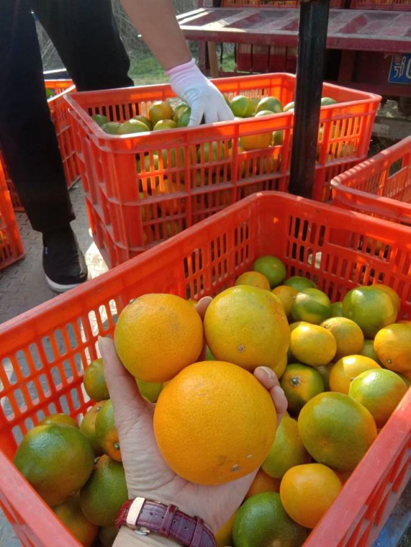 精品蜜橘